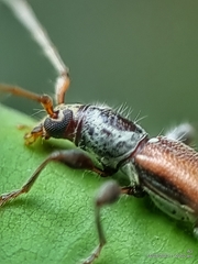 Ceresium zeylanicum