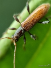 Ceresium zeylanicum
