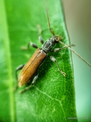 Ceresium zeylanicum