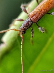 Ceresium zeylanicum