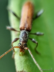 Ceresium zeylanicum
