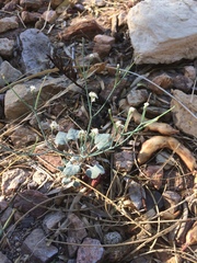 Eriogonum rotundifolium