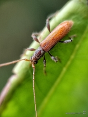 Ceresium zeylanicum