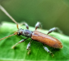 Ceresium zeylanicum