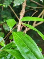 Ceresium zeylanicum