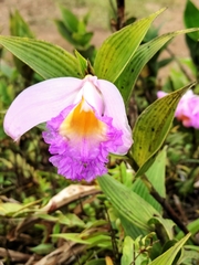 Sobralia warszewiczii