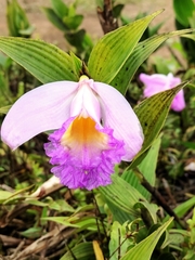 Sobralia warszewiczii