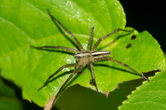Neoctenus