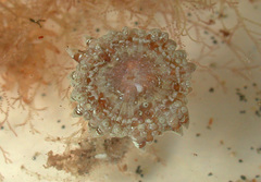 Stichodactyla