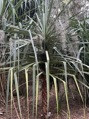 Pandanus cookii