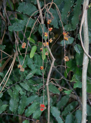 Cupaniopsis flagelliformis