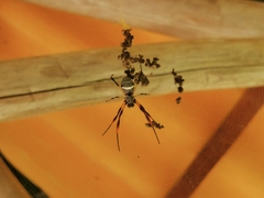 Trichonephila sexpunctata