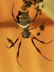 Trichonephila sexpunctata