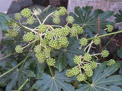 Fatsia japonica