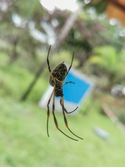 Trichonephila sexpunctata