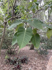 Ficus arnottiana