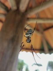 Trichonephila sexpunctata