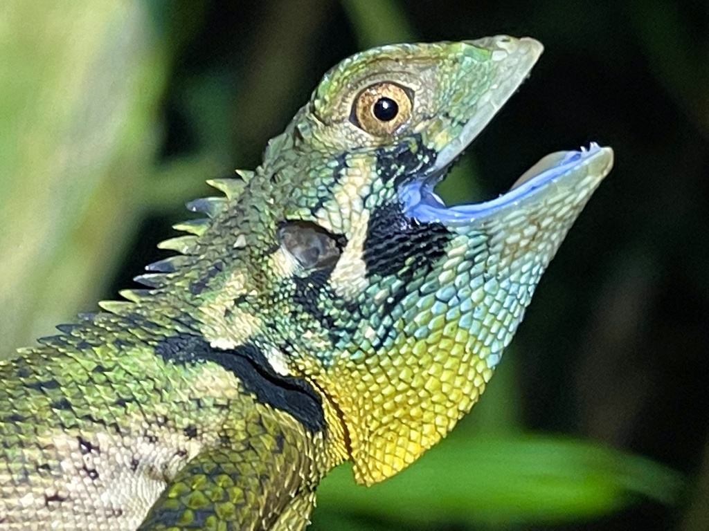 Blue-lipped Tree Lizard