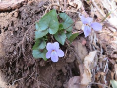 Viola grypoceras