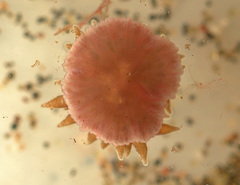 Stichodactyla