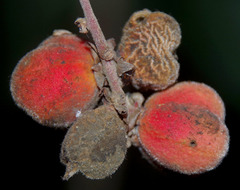 Cupaniopsis flagelliformis