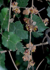 Cupaniopsis flagelliformis