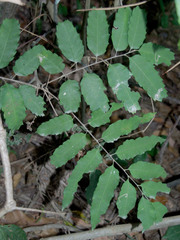 Cupaniopsis flagelliformis