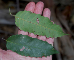 Cupaniopsis flagelliformis