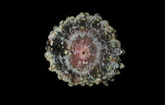 Stichodactyla