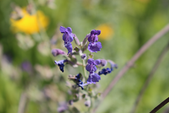 Nepeta × faassenii
