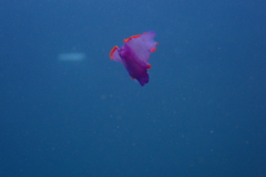Sagaminopteron ornatum