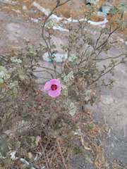 Sphaeralcea obtusiloba