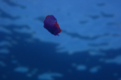 Sagaminopteron ornatum
