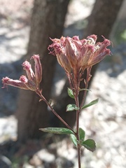 Chromolaena pulchella