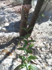 Chromolaena pulchella