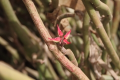 Euphorbia tithymaloides