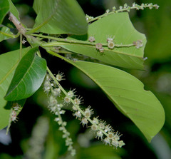 Terminalia microcarpa
