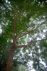 Terminalia microcarpa