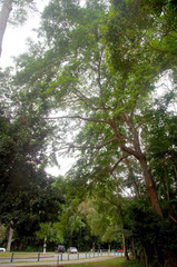 Terminalia microcarpa