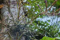 Tillandsia butzii