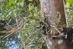 Tillandsia butzii