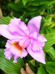 Sobralia warszewiczii