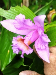 Sobralia warszewiczii