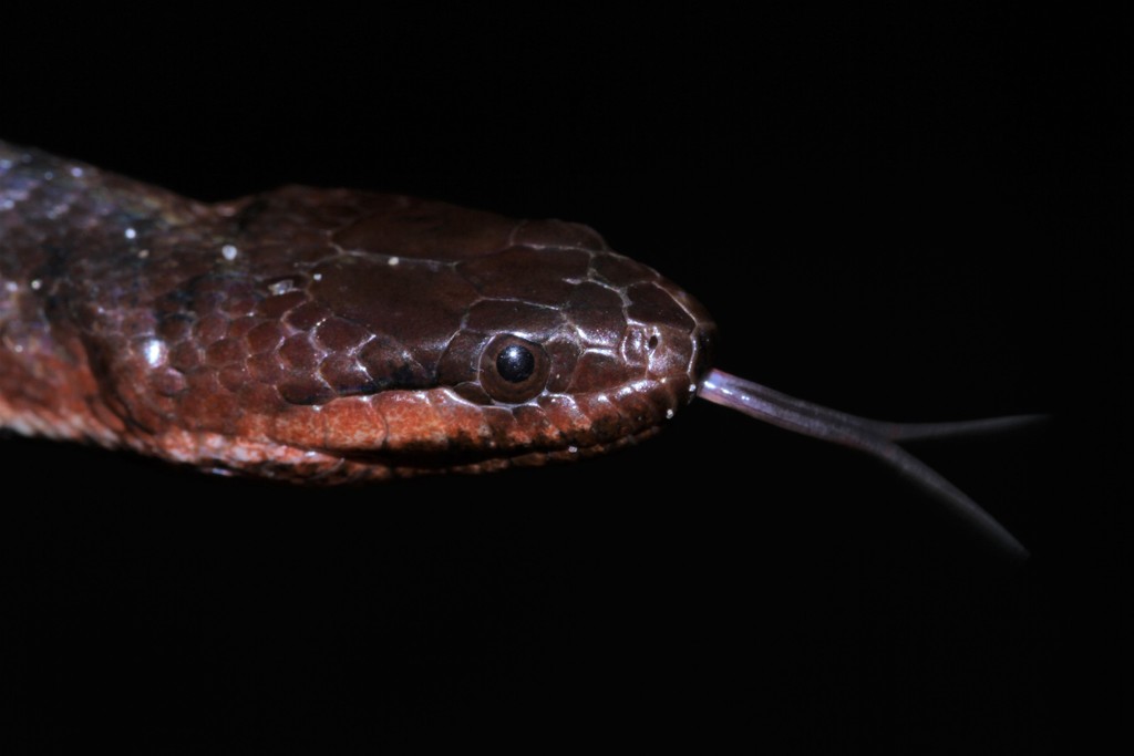 Central African Water Snakes
