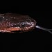 Hydraethiops melanogaster - Photo no hay derechos reservados, subido por Marius Burger