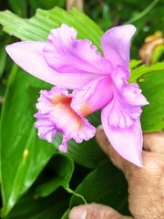 Sobralia warszewiczii