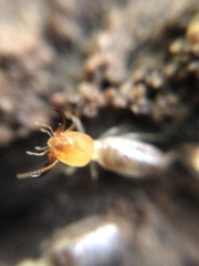 Embiratermes neotenicus