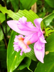 Sobralia warszewiczii