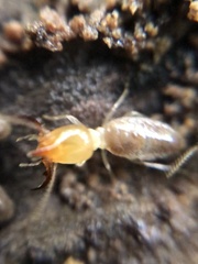 Embiratermes neotenicus