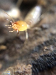 Embiratermes neotenicus